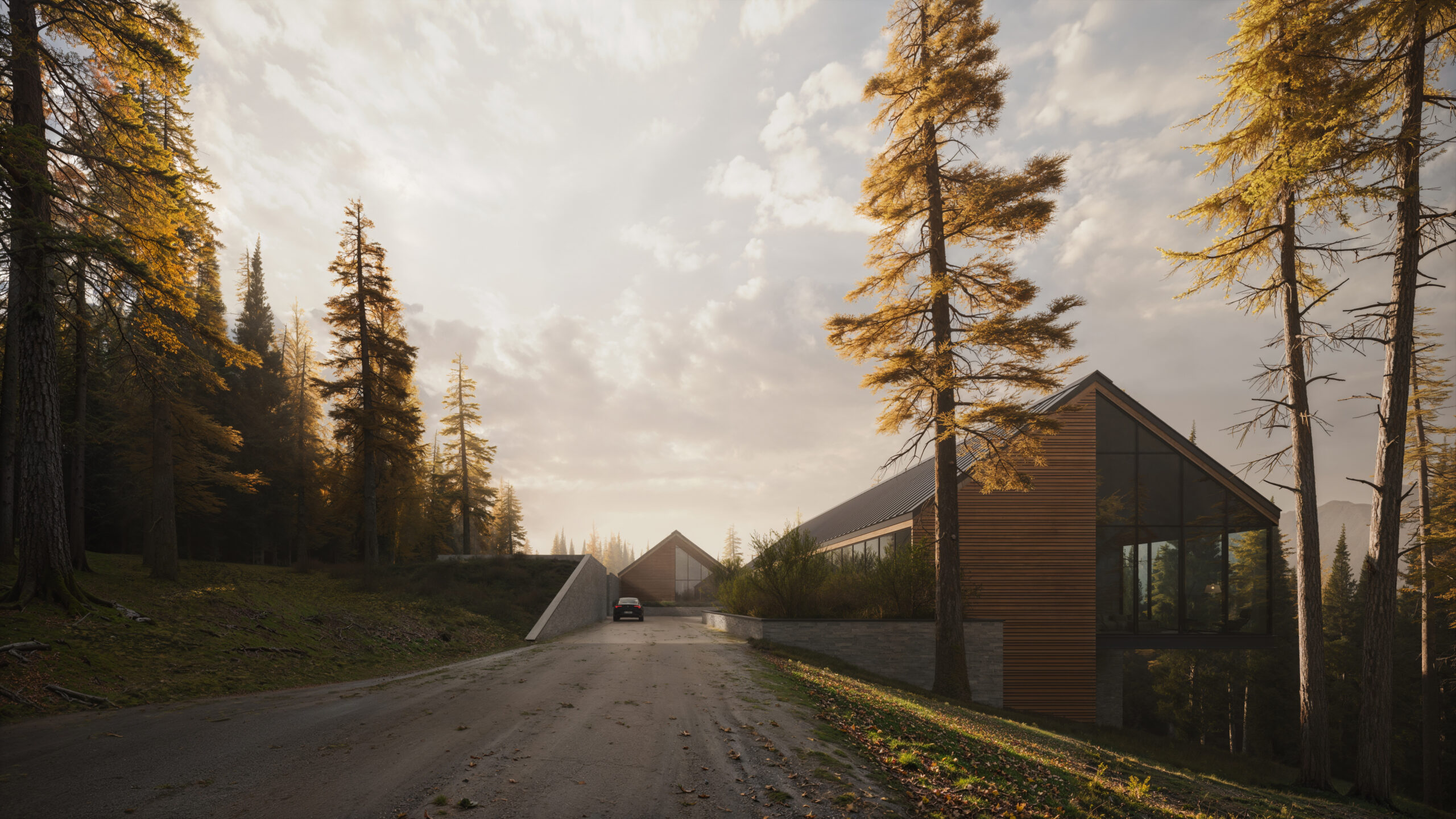 WHITE PINE 01