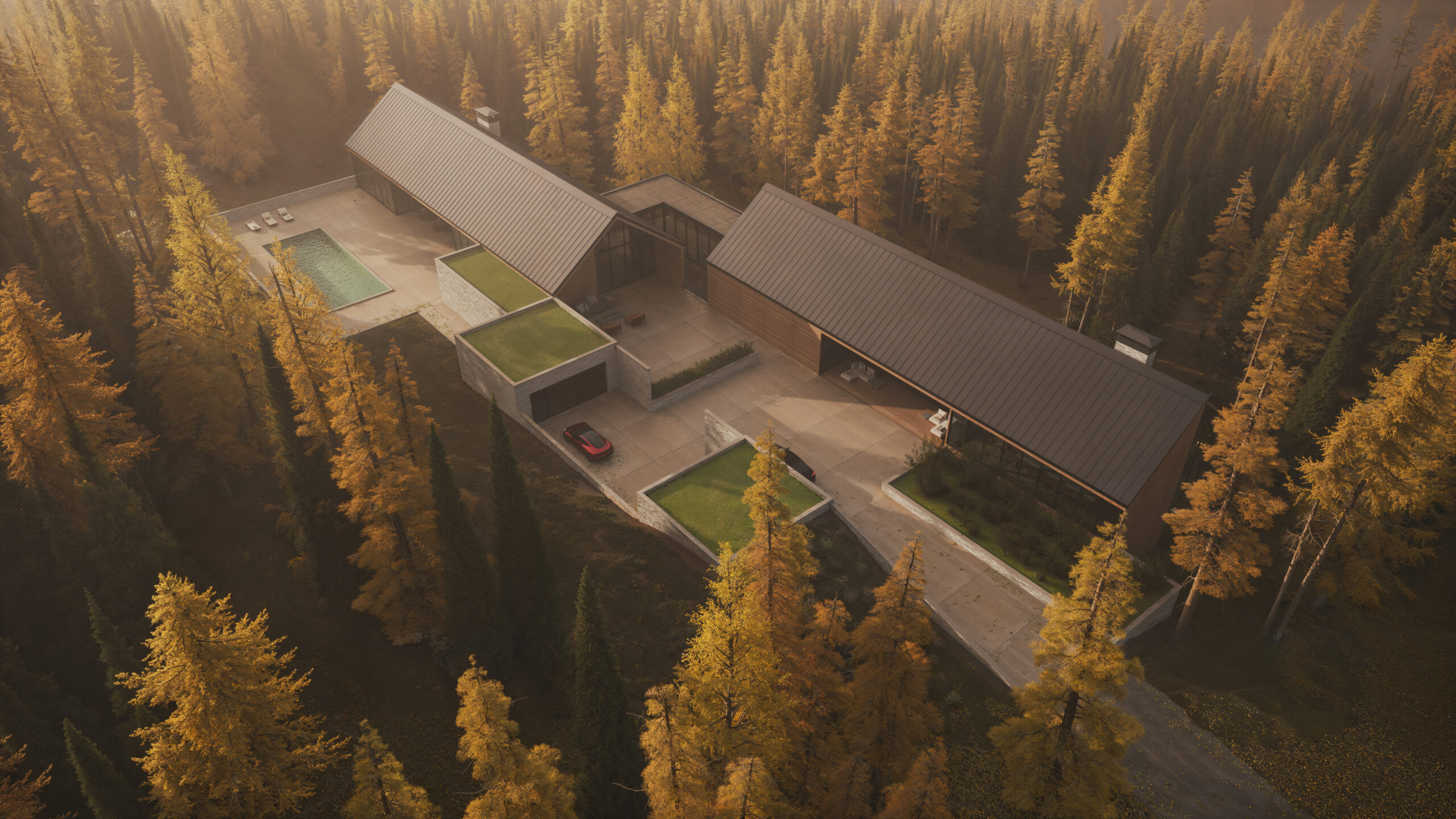 WHITE PINE 01
